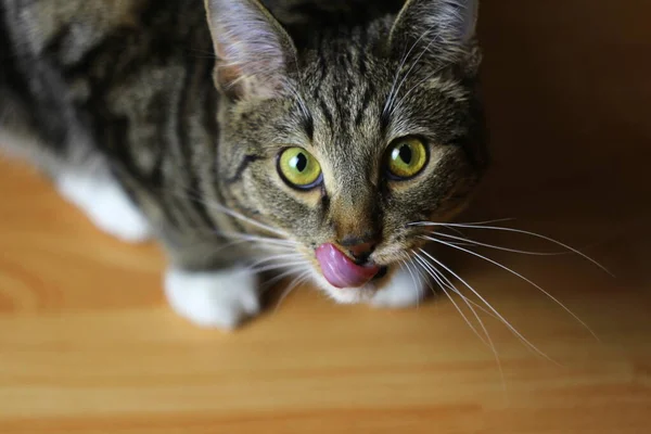 Tabby Gray Cat Yellow Green Eyes White Paws Licks Muzzle — Stock Photo, Image