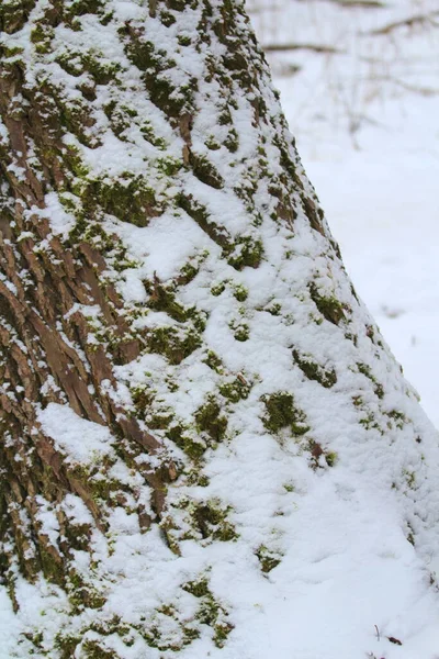 Alte Graue Rissige Holzrindenstruktur Baumstamm Bedeckt Mit Einer Schneeschicht Auf — Stockfoto