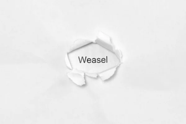 Word Weasel White Isolated Background Inscription Wound Hole Paper Concept — Stock Photo, Image