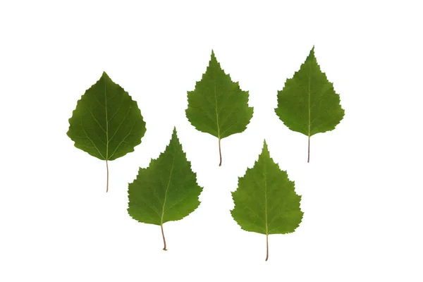 Зеленые листья березы на белом изолированном фоне Лицензионные Стоковые Изображения