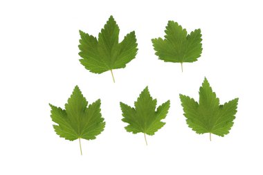 Beyaz yalıtılmış arka planda yeşil frenk üzümü yaprakları