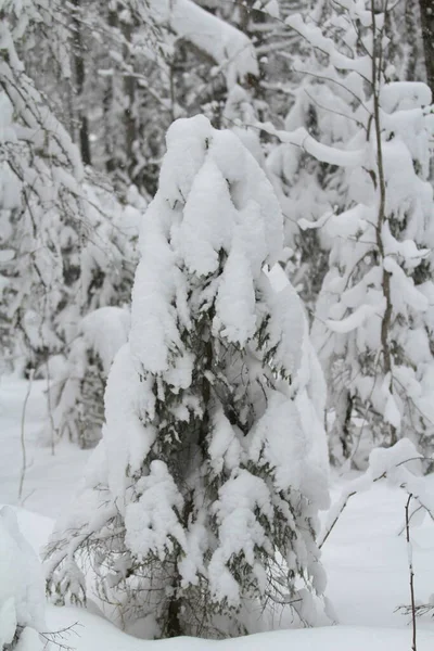 Branche d'épinette avec aiguilles vertes et arbres avec neige sur fond d'hiver — Photo