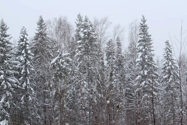 Fichtenzweig mit grünen Nadeln und Bäume mit Schnee auf winterlichem Hintergrund — Stockfoto