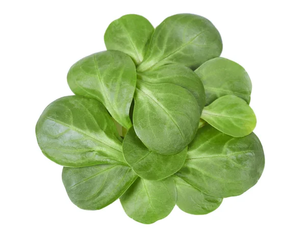 kediotu yakın çekim