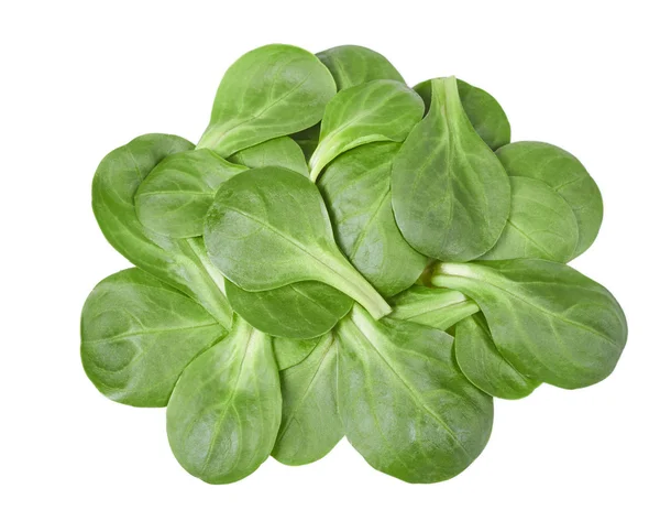 kediotu yakın çekim