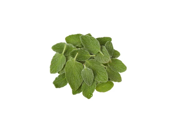 Oregano in close-up — Stock Photo, Image