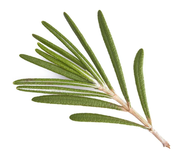 Fresh rosemary isolated — Stock Photo, Image