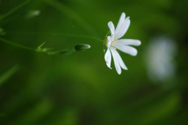 Güzel parlak çiçekler. Kartpostal Bahar. Yaz.