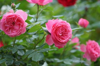 Güzel parlak çiçekler. Kartpostal Bahar. Yaz.