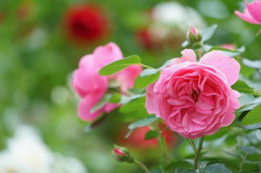 Güzel parlak çiçekler. Kartpostal Bahar. Yaz.