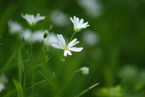 Beautiful bright flowers. Postcard. Spring. Summer.