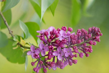 Çiçekler. Güzel çiçekler. Çiçek. Bahar.