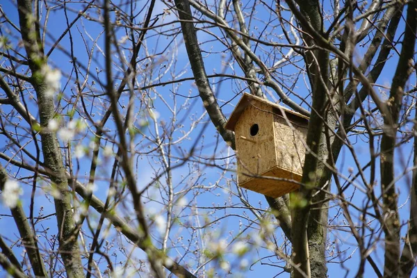 Hus För Fåglar Träd — Stockfoto