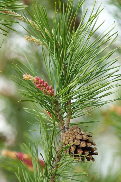 Fluffy Green Tree Cones Tree — Stock Photo, Image