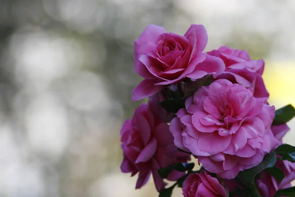 Blommor Vackra Blommor Blommar Våren Rosor — Stockfoto