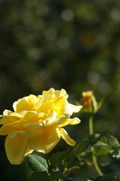 Blommor Vackra Blommor Blommar Våren Rosor — Stockfoto