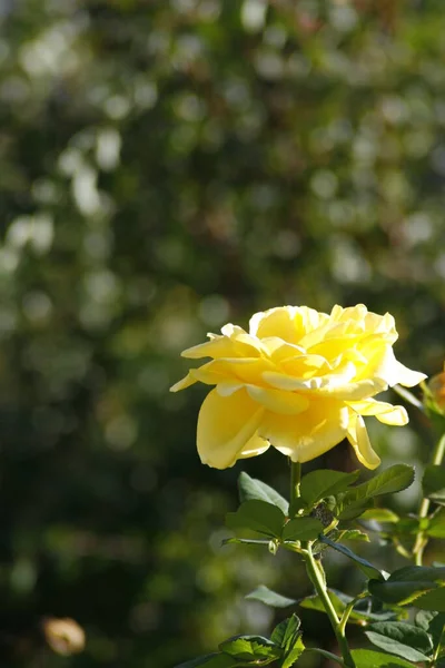 Kwiaty Piękne Kwiaty Rozkwitaj Wiosną Róże — Zdjęcie stockowe