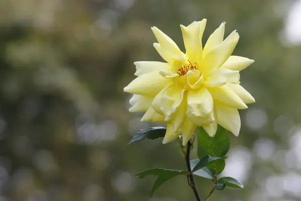 Blommor Vackra Blommor Blommar Våren Rosor — Stockfoto