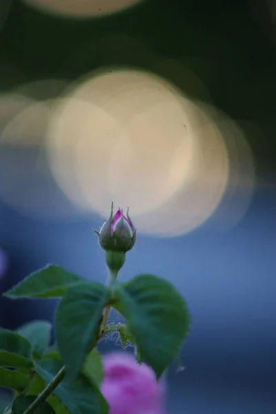 美丽的花朵开花结果春天 — 图库照片