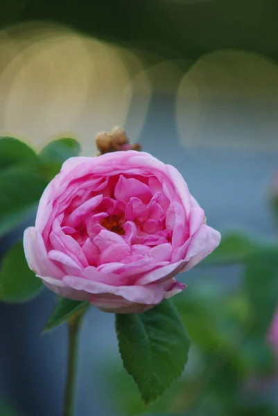 Blommor Vackra Blommor Blommar Våren Rosor — Stockfoto