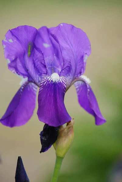 Весной Цветет Фиолетовая Радужка — стоковое фото