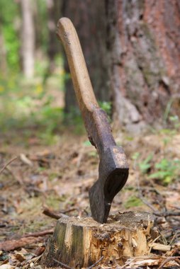 Tarladaki inek. Çiftlik.