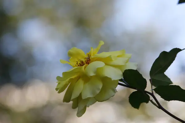 花园里美丽的夏日玫瑰 — 图库照片