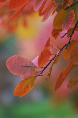 arka plan bulanık sonbahar yaprakları