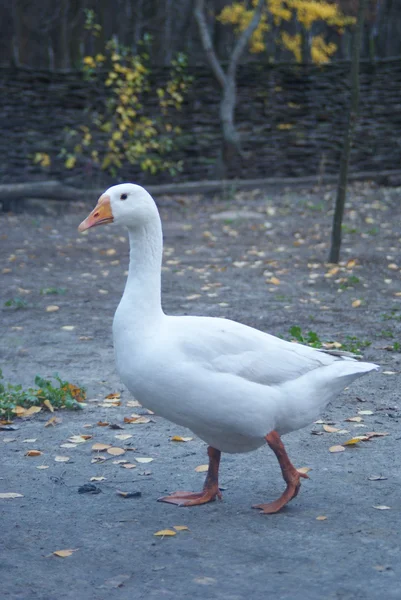 White goose on a farm in the village — Stock Photo, Image