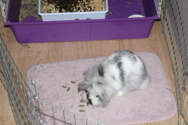 Yumuşak yatak ve çeşitli oyuncaklarla çevrili, kapalı ortamını neşeyle araştıran tüylü bir tavşan neşeli bir atmosfer yaratıyor..