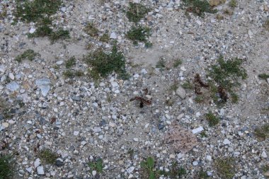 Küçük kayalar, çakıllar ve kuru otların bir karışımı, güneşli bir günde doğanın dokusunu ön plana çıkaran açık bir patikayı kaplar. Çeşitli boyutlarda taşlar doğal bir manzara yaratır..