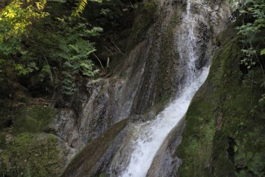 Küçük bir şelale, ağaçların arasından süzülen yumuşak güneş ışığıyla aydınlatılan canlı yeşil bir ormanın kalbindeki yosun kaplı kayaların üzerinden yavaşça akar..