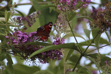 Çarpıcı desenleri olan renkli bir kelebek berrak bir öğleden sonra yemyeşil çiçeklerle çevrili canlı mor çiçeklere nazikçe tünemiş..