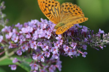 Turuncu ve siyah desenli bir kelebek, güneşli bir bahçedeki yemyeşil çiçeklerle çevrili küçük mor çiçek kümelerinin üzerinde durmaktadır..