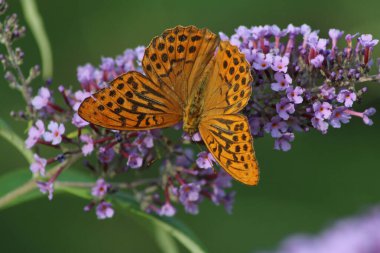 Karmaşık desenlere sahip turuncu bir kelebek, açık bir günde, parlak bir bahçenin sıcak güneşinin tadını çıkaran küçük mor çiçeklerin üzerinde zarafetle yatar..