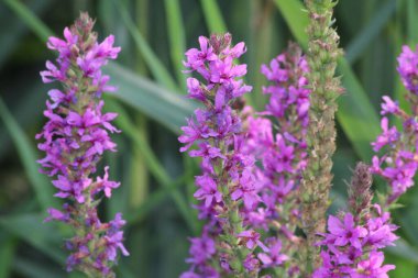 Mor rengin çarpıcı tonlarında narin çiçekler, uzun yeşil çimenlerin arasında gelişir ve yaz manzarasında büyüleyici bir renk gösterisi yaratır..