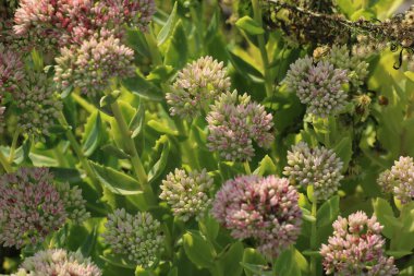 Dolgun çiçek kümeleri, yemyeşil yeşilliklerle çevrili çeşitli pembe ve beyaz tonlarda çiçek açar ve yaz bahçesinde canlı bir atmosfer yaratır..