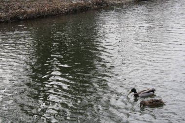 İki ördek sakin bir gölette süzülerek bulutlu bir gökyüzünün altında sakin sularda gezinirken hafif dalgalanmalar yaratırlar. Çevrede çorak ağaçlar var..