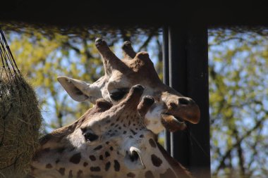 İki zürafa zarifçe samanlığa uzanır. Güneş ışıl ışıl parlıyor, uzun boyunlarına gölge düşürüyor ve yemeklerini yiyorlar..