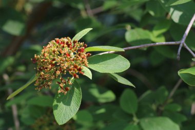 Çiçek açan bir bitki, parlak güneş ışığı altında yemyeşil yapraklarla çevrili küçük kırmızı tomurcuklardan oluşan kümeler sergiliyor..