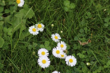 Sarı merkezli narin beyaz papatyalar canlı yeşil otlardan çıkar, güneşli bir bahar anında doğanın güzelliğini gösterirler..