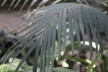 Yakından bakıldığında zarif palmiye yaprakları, canlı bir iç bahçede sallanıyor, yaprakların arasından süzülen yumuşak doğal ışıkla aydınlatılıyor..