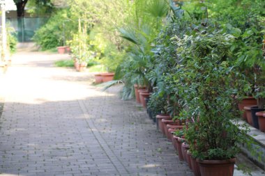 Dolambaçlı bir bahçe yolu güneş ışığında güneşlenen saksı bitkileriyle doludur. Doğayla dolu canlı yeşil bir alanda huzurlu bir atmosfer yaratırlar..