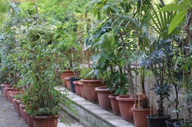 Çeşitli türde saksı bitkileri, bahçede yemyeşil ve canlı bir atmosfer oluşturan bir taş yolu oluşturur. Yeşillik gün ışığında yeşeriyor..