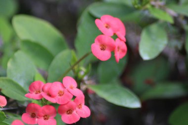 Canlı pembe çiçek kümeleri yemyeşil yeşillik bir zemin üzerinde duruyor, bahçedeki güneşli bir bahar gününde göz kamaştırıcı bir renk gösterisi yaratıyor..