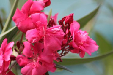 Pembe çiçeklerin gölgelerinde canlı zakkum çiçekleri güzel bir şekilde açar, canlı bir bahçede güneş ışığını yakalar. Yapraklar etraflarını sarar, yemyeşil bir zemin oluşturur..