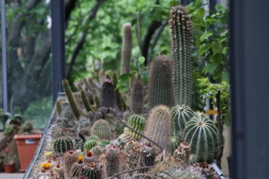 Çeşitli şekillerde ve boyutlarda serada çeşitli kaktüsler sergilenmektedir. Bitkiler yeşilliklerle çevrili, canlı bir atmosfer yaratıyorlar..