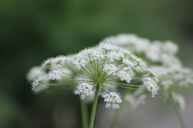 Karmaşık bir kır çiçeği kümesi bulanık yeşil bir arka plana karşı duruyor, narin taç yapraklarıyla bir bahar gününün güzelliğini yakalıyor..