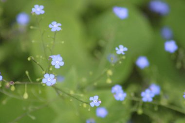 Küçük mavi çiçekler canlı yeşil bir bahçede yavaşça salınıyor, bahar güneşinin ılık ışığı altında güzelliklerini sergiliyorlar..