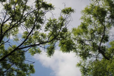 Parlak yeşil yapraklar ve dallar, parlak mavi gökyüzünde yayılmış bulutlarla güneşli bir günde ormanda huzurlu bir atmosfer yaratıyor..